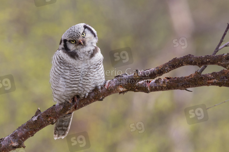 Northern Hawk-Owl, adult perched on a branch